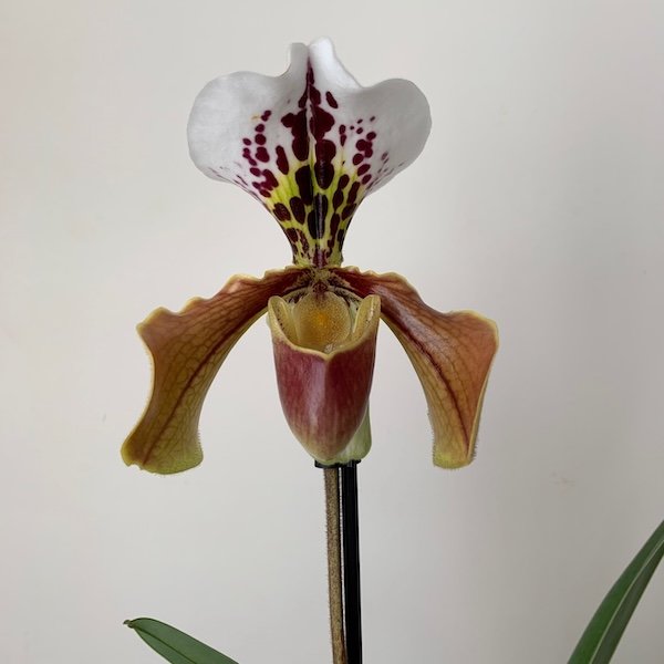 paphiopedilum